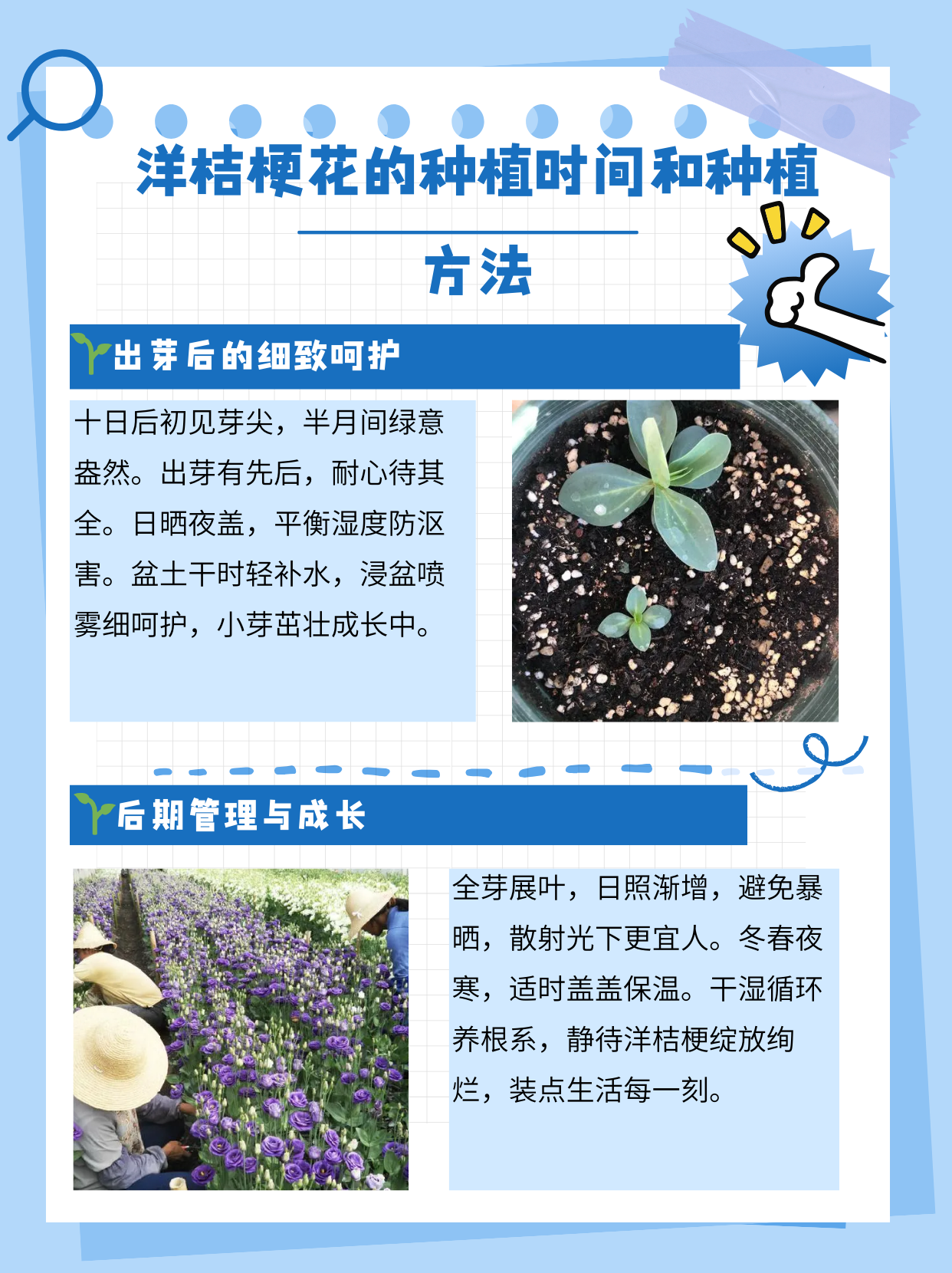 洋桔梗一般春秋播,夏天也可以播,播种温度在1530℃,需要保湿,无需覆土