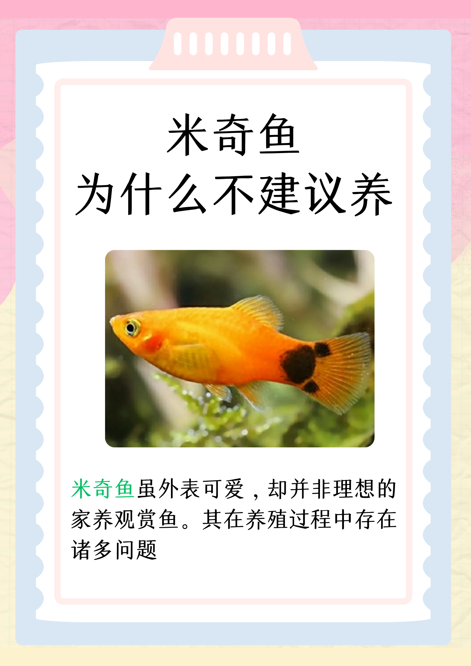 米奇鱼为什么不建议养