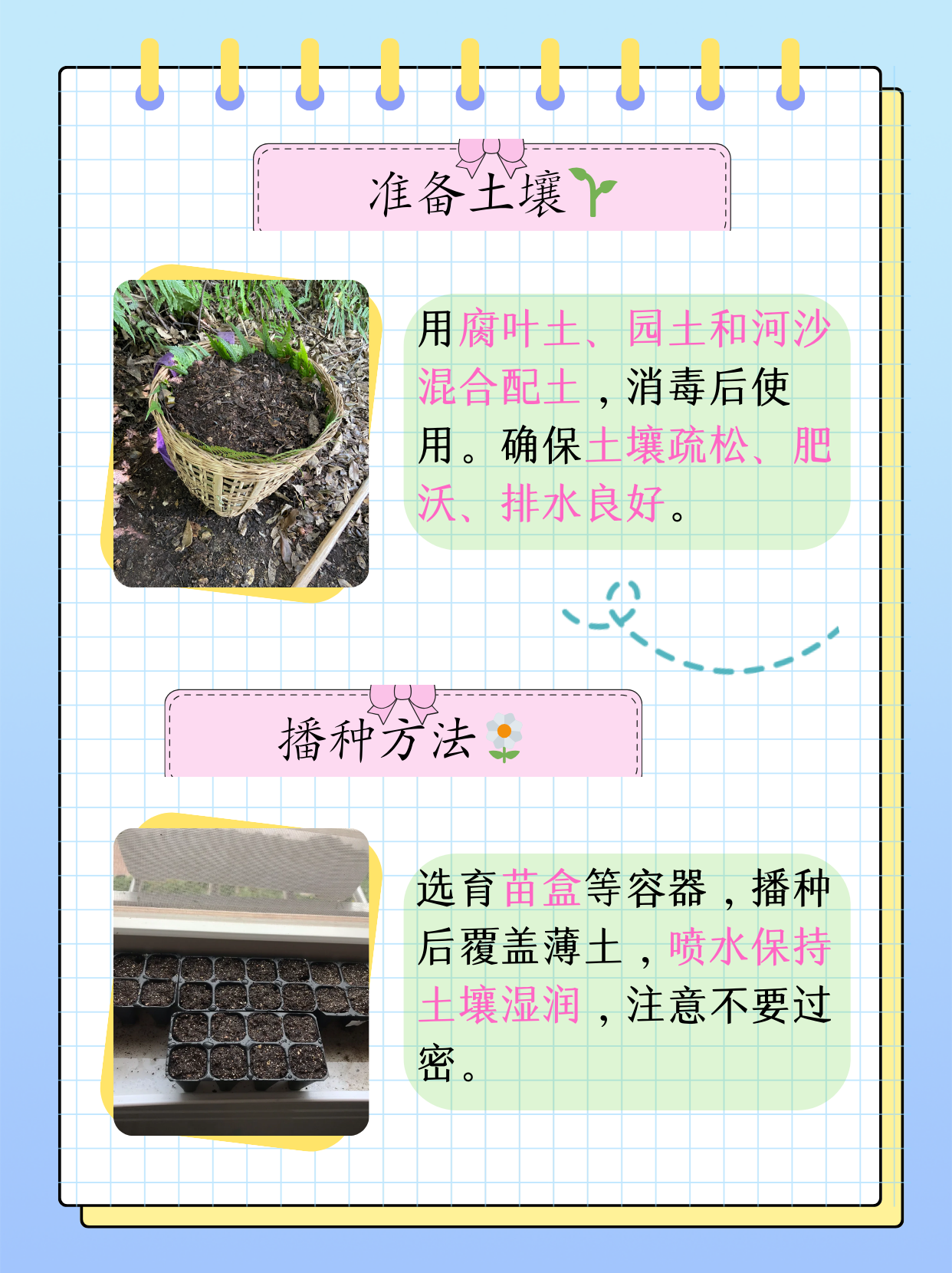 洋桔梗种子的种植方法和时间