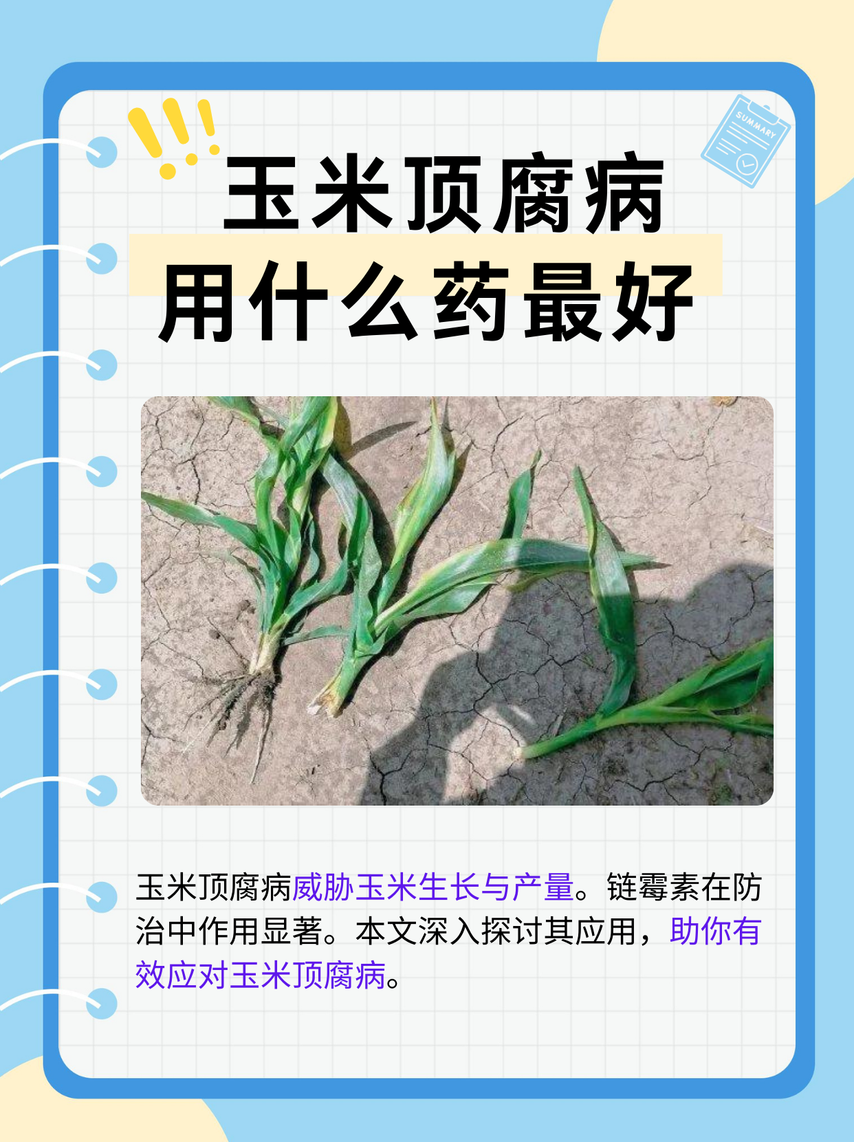 玉米顶腐病用什么药最好  玉米顶腐病是一种由多种病原菌引起的病害
