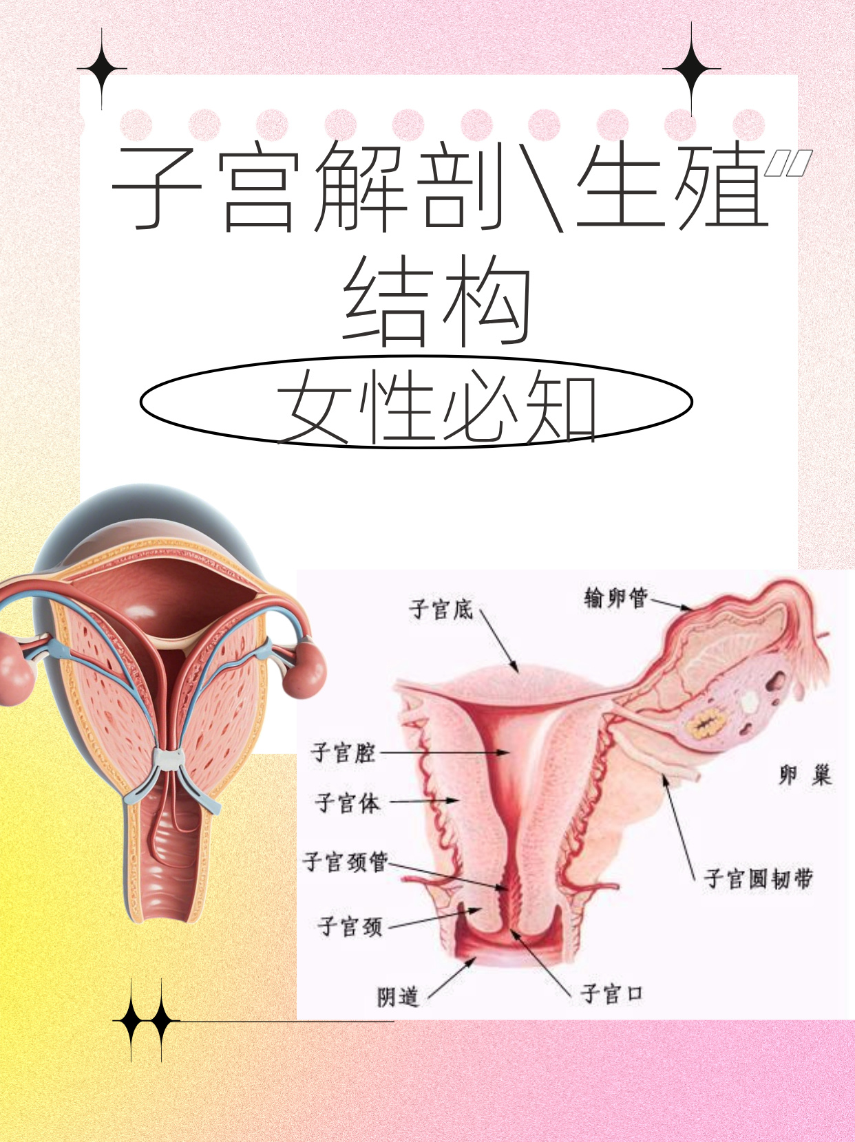 杏林匠星# 子宫图片结构模型和解剖图 子宫解剖图科普