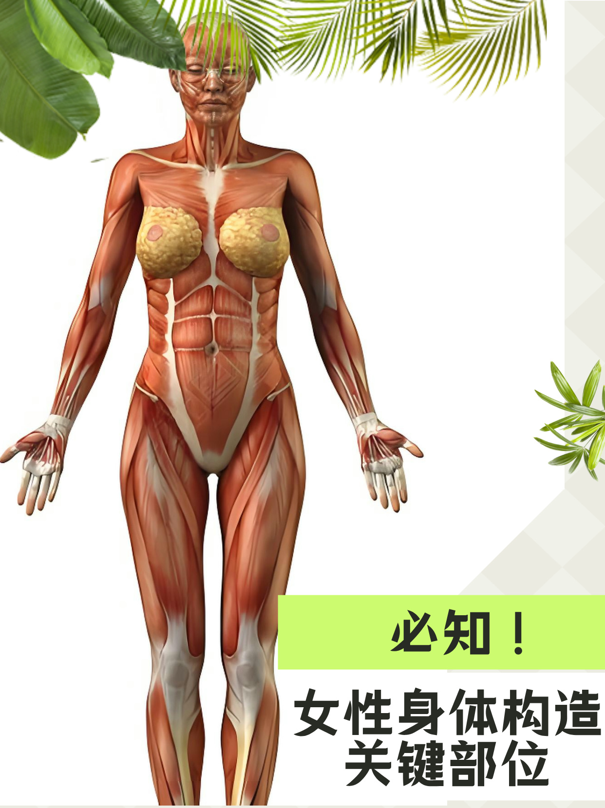 女性身体构造结构图片 必知!