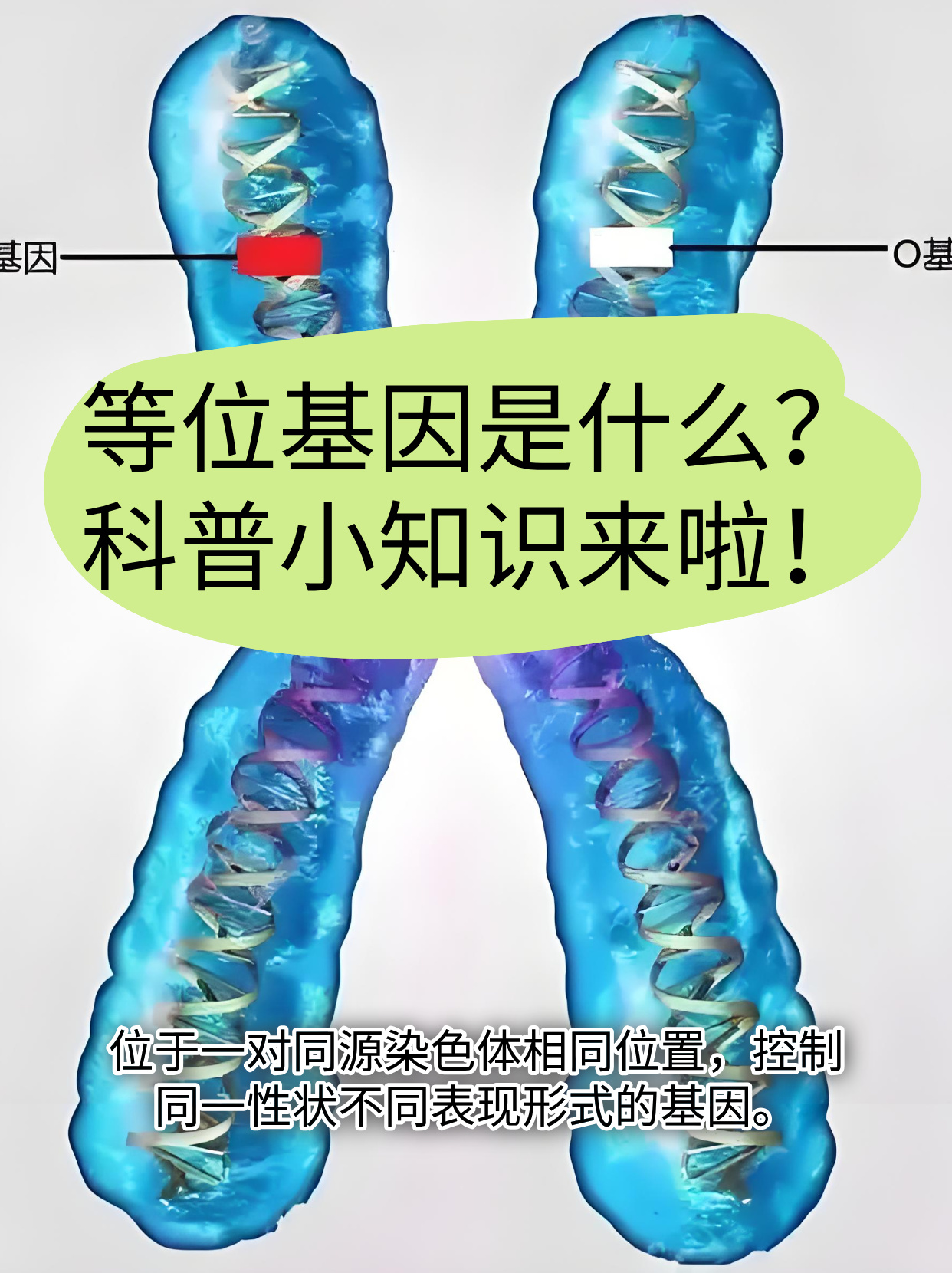 在遗传学的世界里,"等位基因" 是经常被提到的关键词