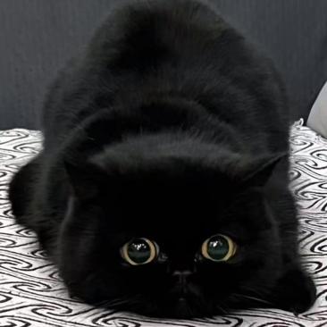 谁会养这种黑不溜秋的玩意呀