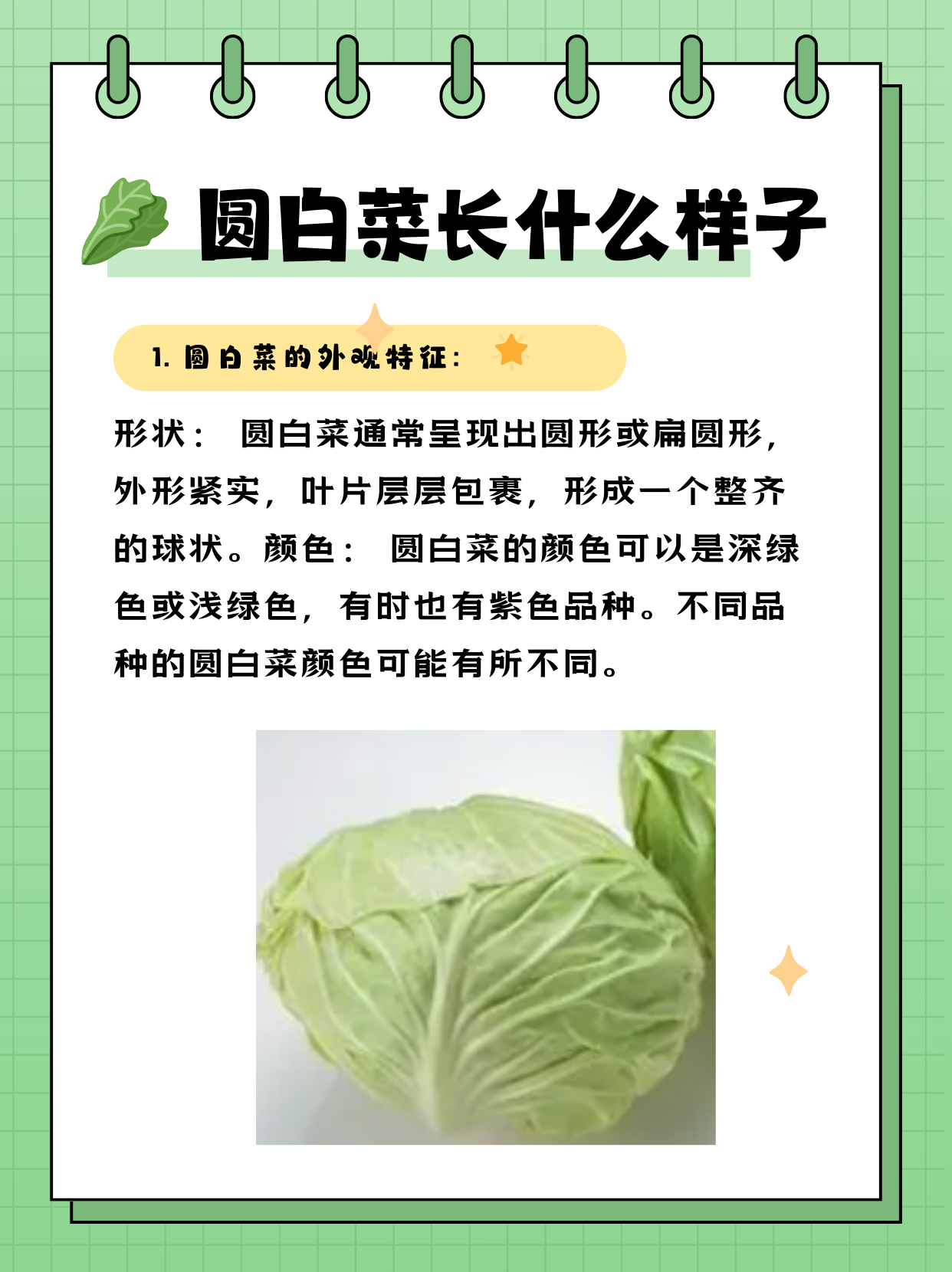 怎么样选白菜