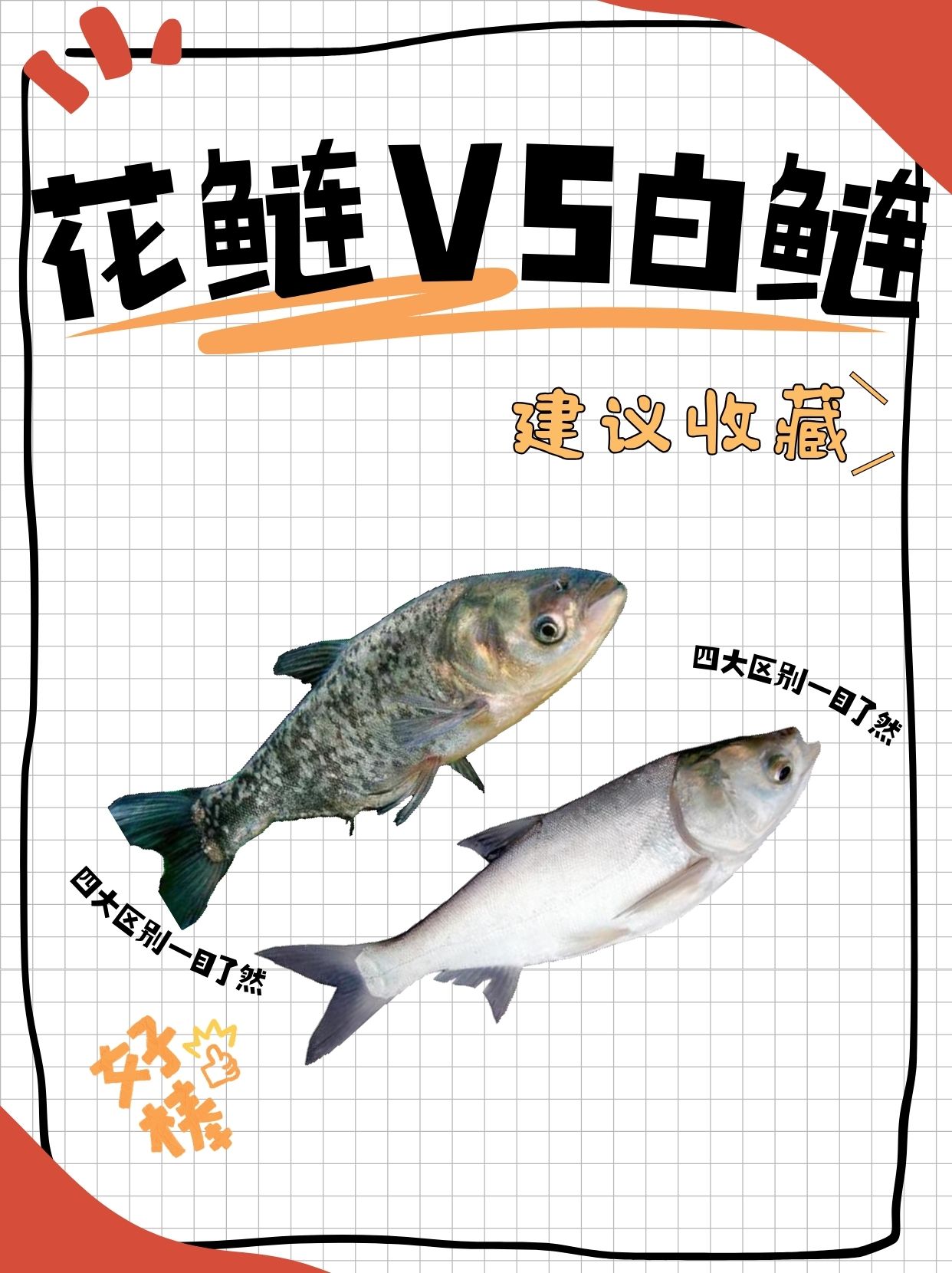 花鲢vs白鲢:四大区别一目了然  1.