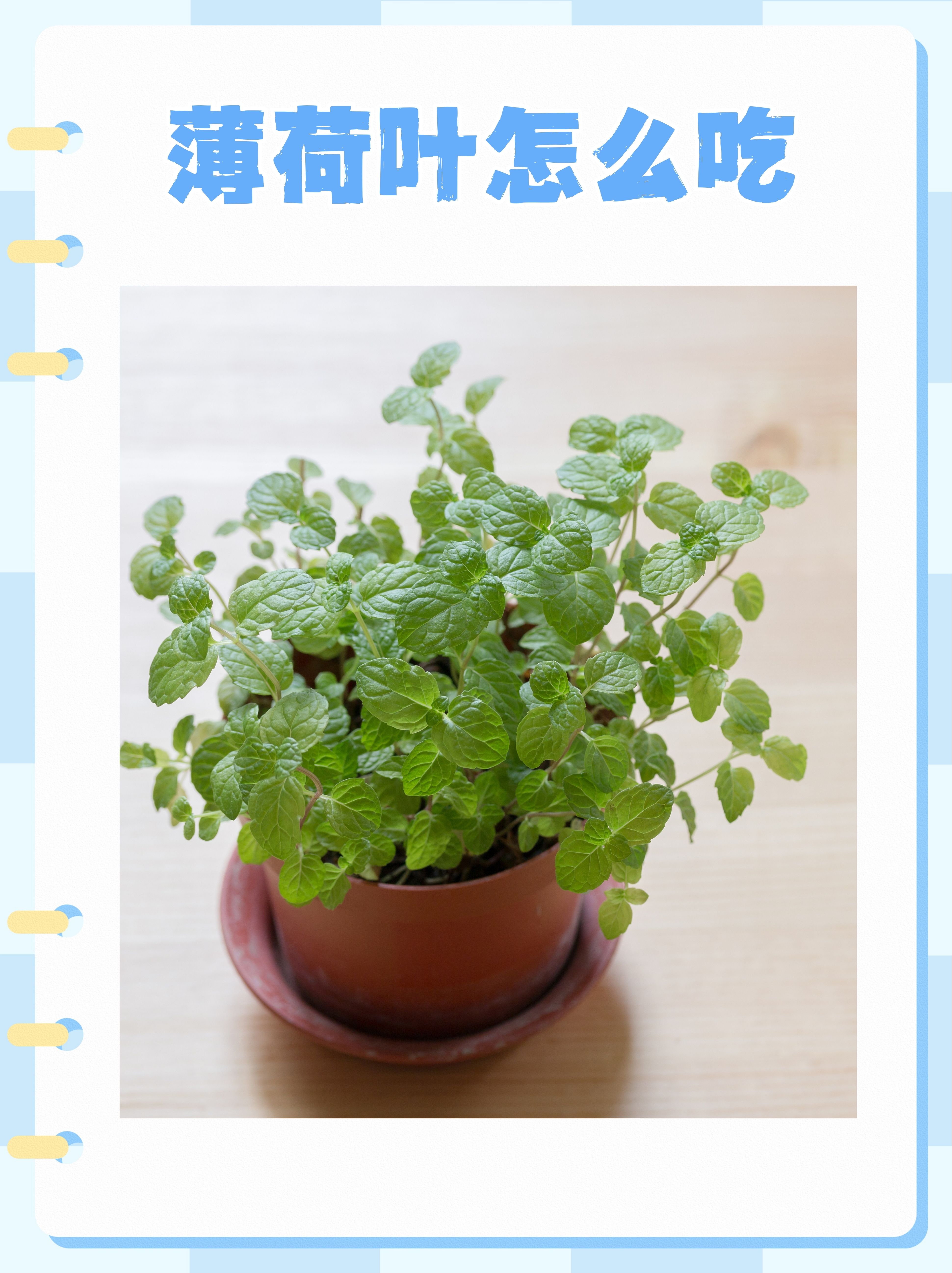 薄荷菜 食用方法图片