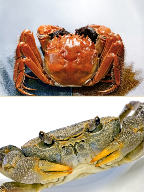 螃蟹图片大全 图片真实