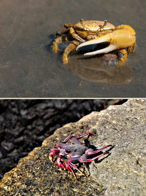 螃蟹图片大全 图片真实