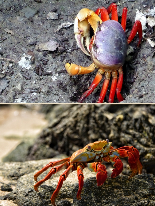 螃蟹图片大全 图片真实