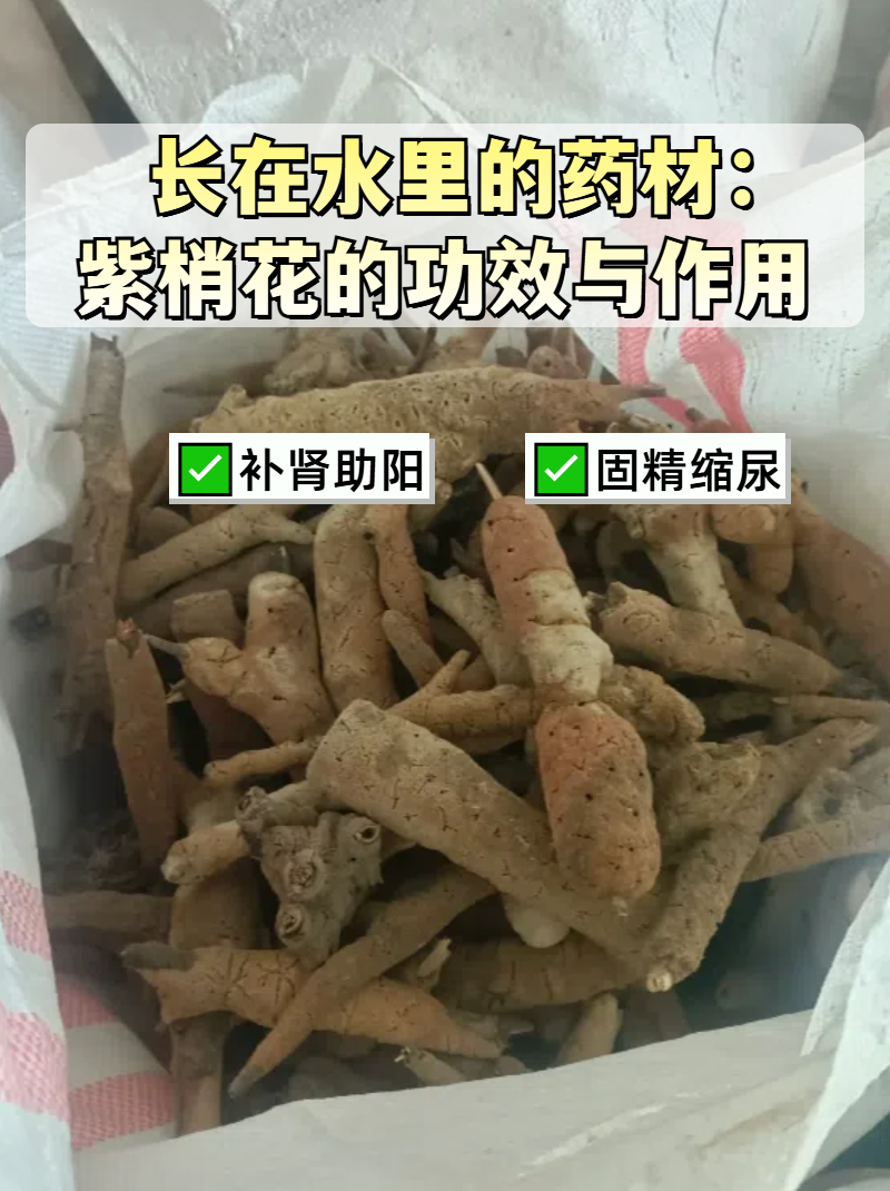 长在水里的药材:紫梢花的功效与作用  紫梢花其实并不是一种花,而是脆