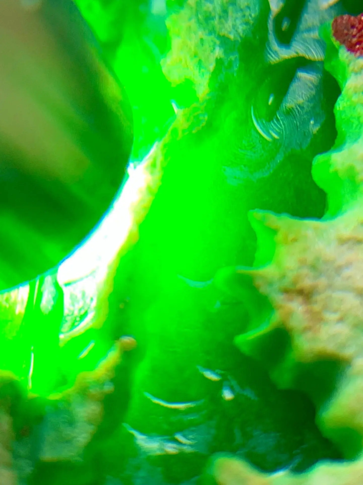 颜色是沉稳的深绿色光线下透着内敛的光泽不张扬却很有存在感