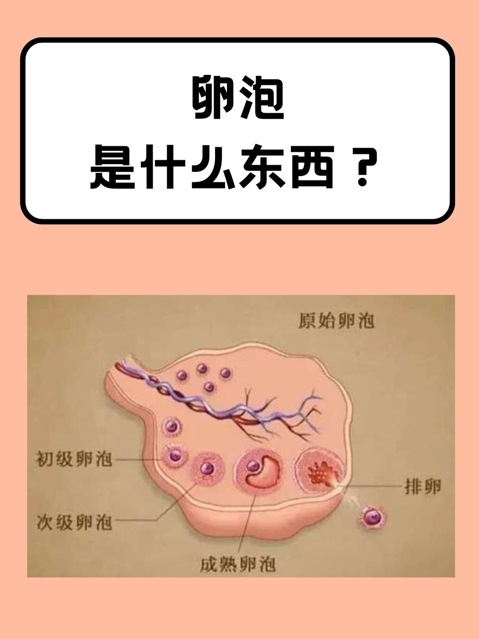 卵泡不良发育(卵泡发育不良能自愈吗)  第2张