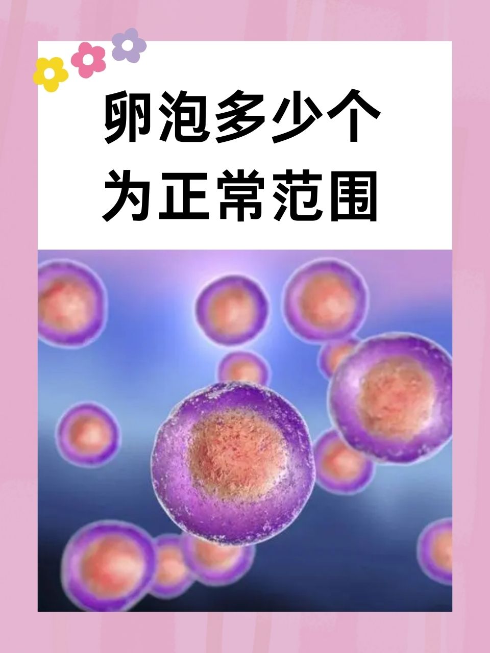 卵泡的最佳成熟是多大_卵泡成熟的标准大小是多少  第2张