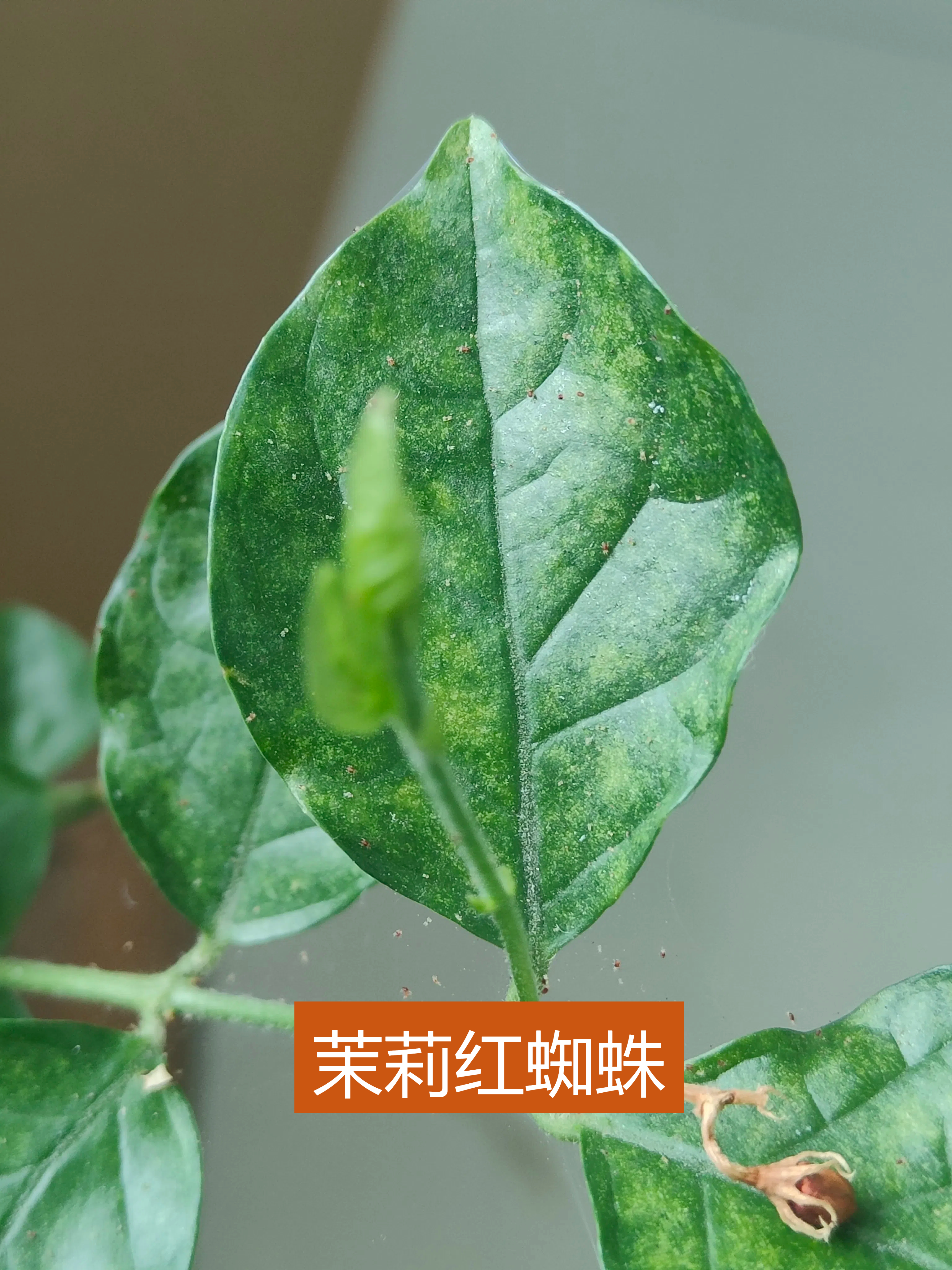 红蜘蛛症状图片