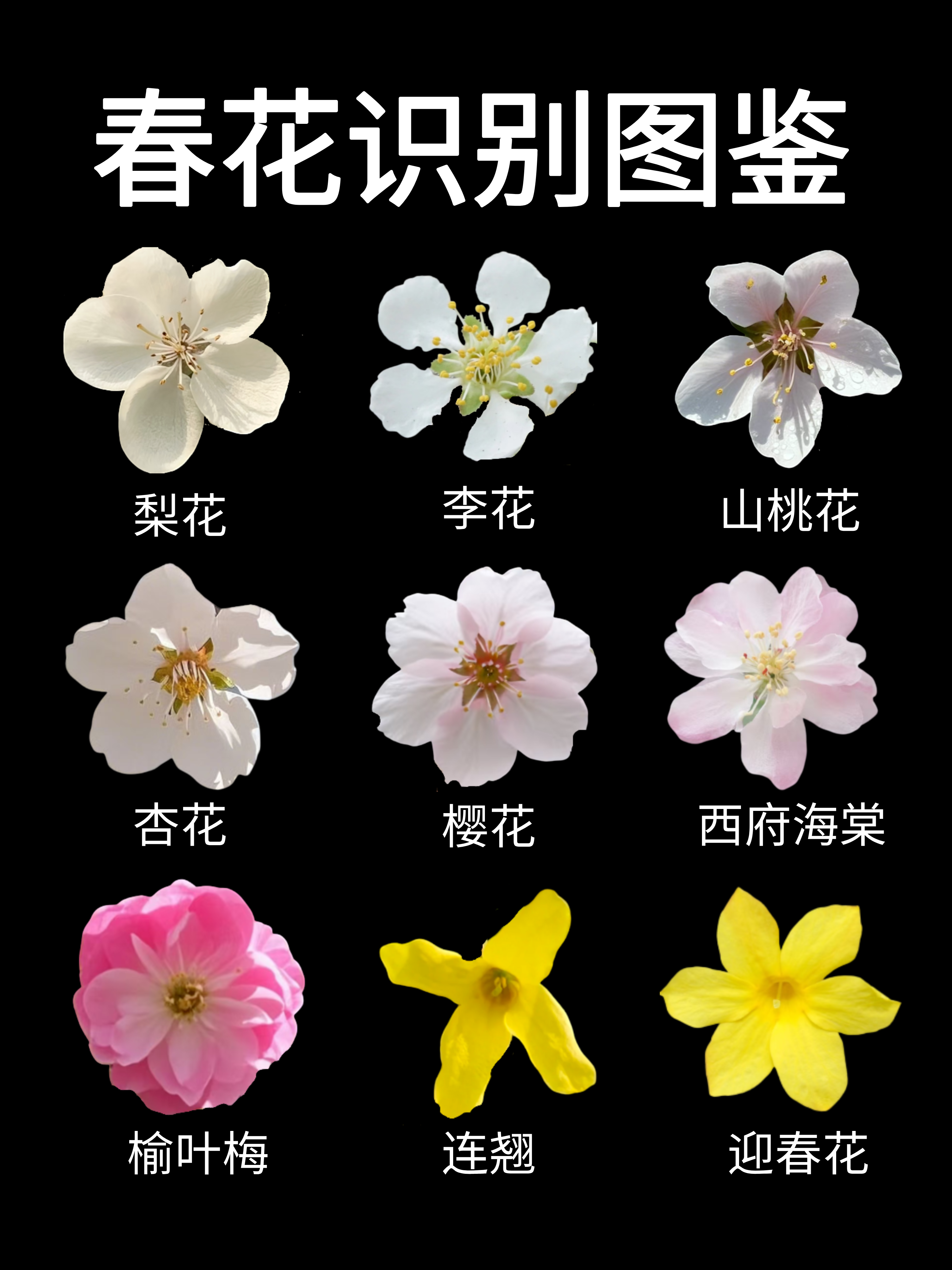 花瓣顶端有缺口,花柄较长 梨花(有花柄):花朵白色,花药紫色或者深红色