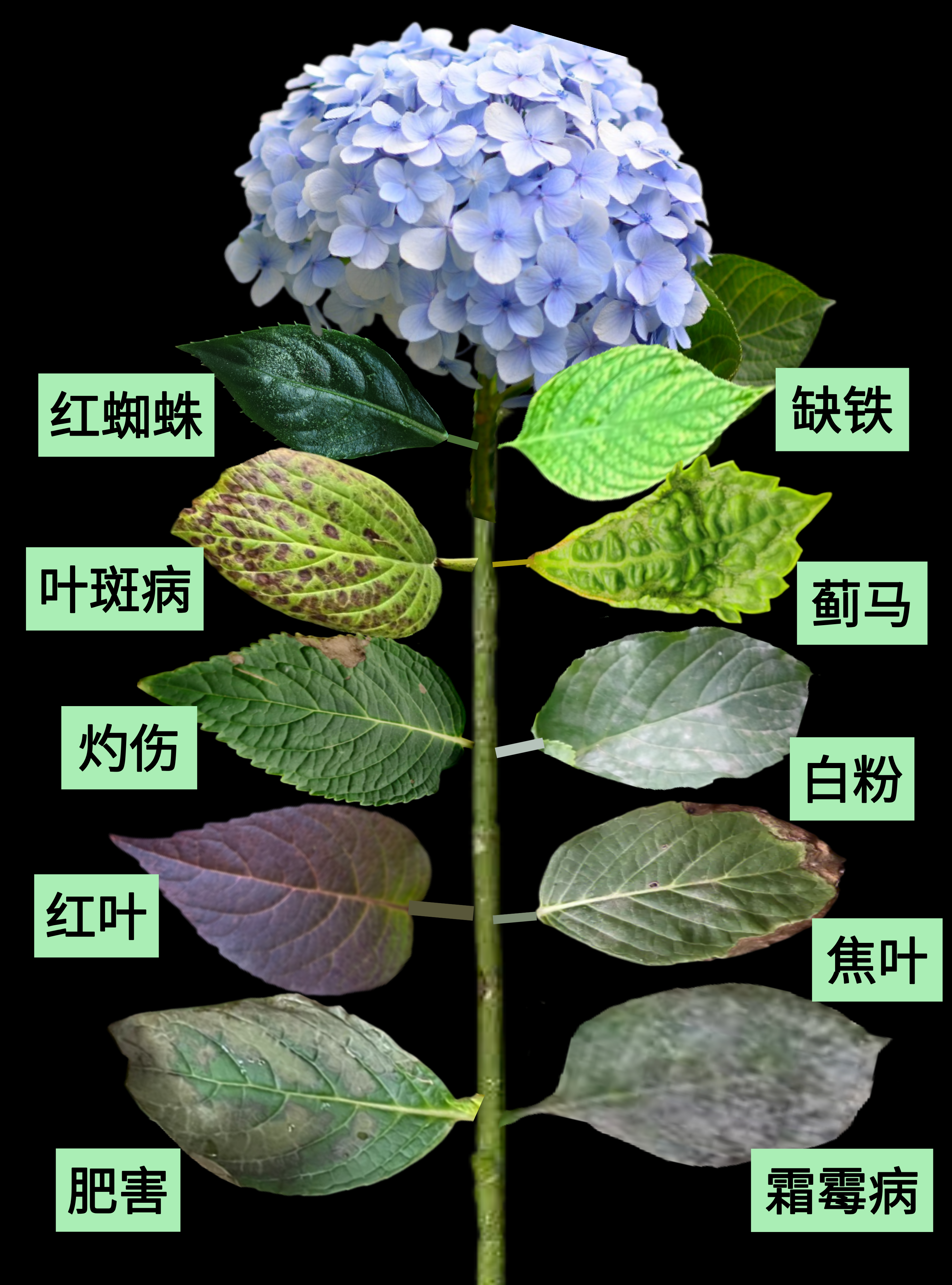 红蜘蛛 症状:叶片失绿,严重会结网