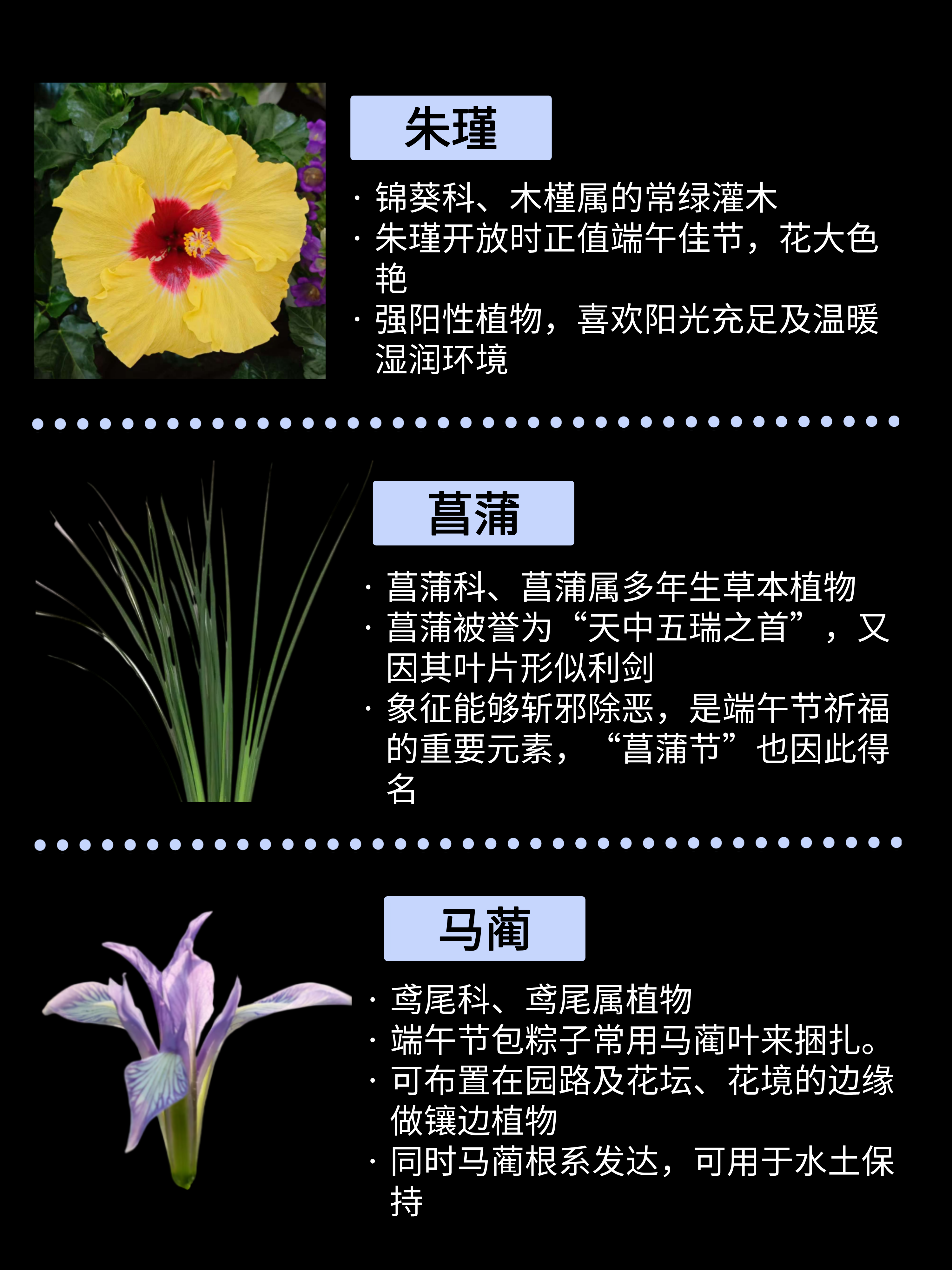 蜀葵 锦葵科,蜀葵属植物,花朵在端午前后盛开,被誉为"端午花",寓意