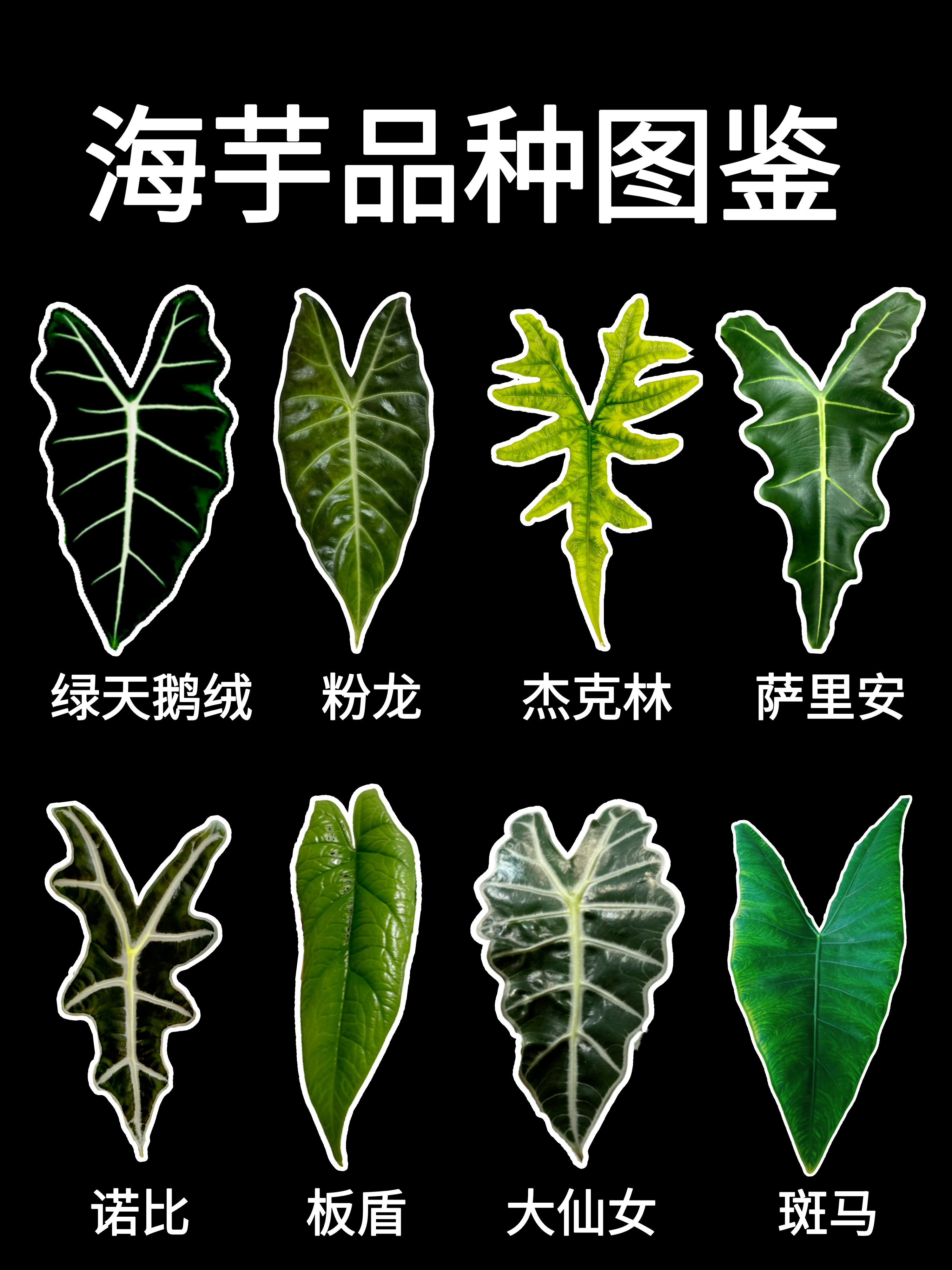 水分,浇水以干湿循环为原则,浇水前可以用手指探到