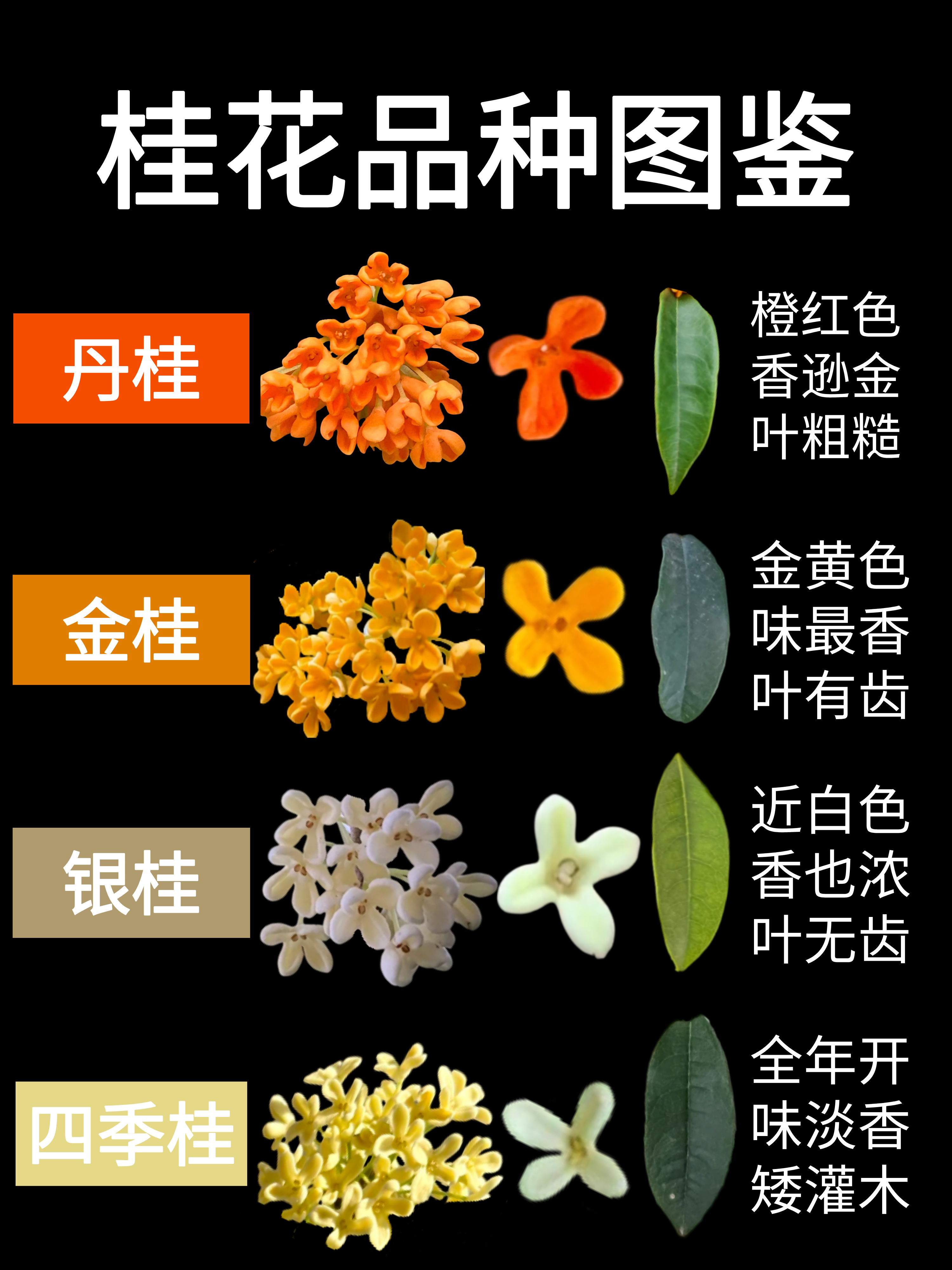 桂花的四个品种终于分清了!