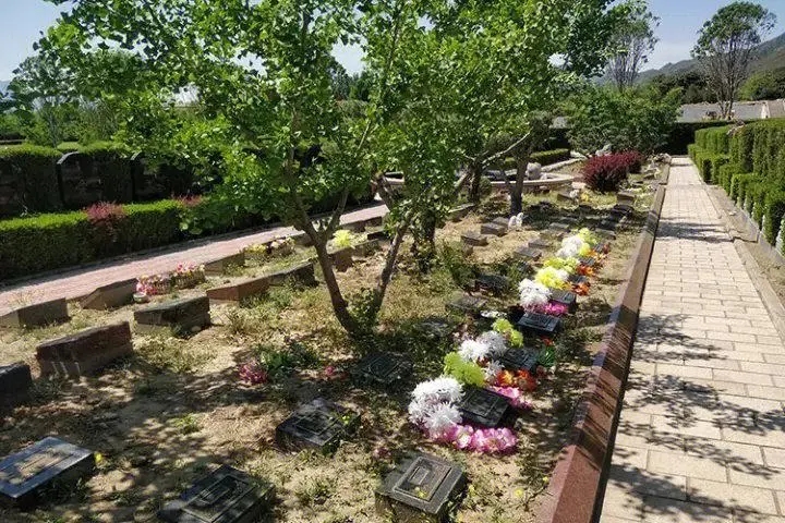 在大力推广生态葬的前提下,树葬有着很好的曝光度,这种以树代碑的安葬