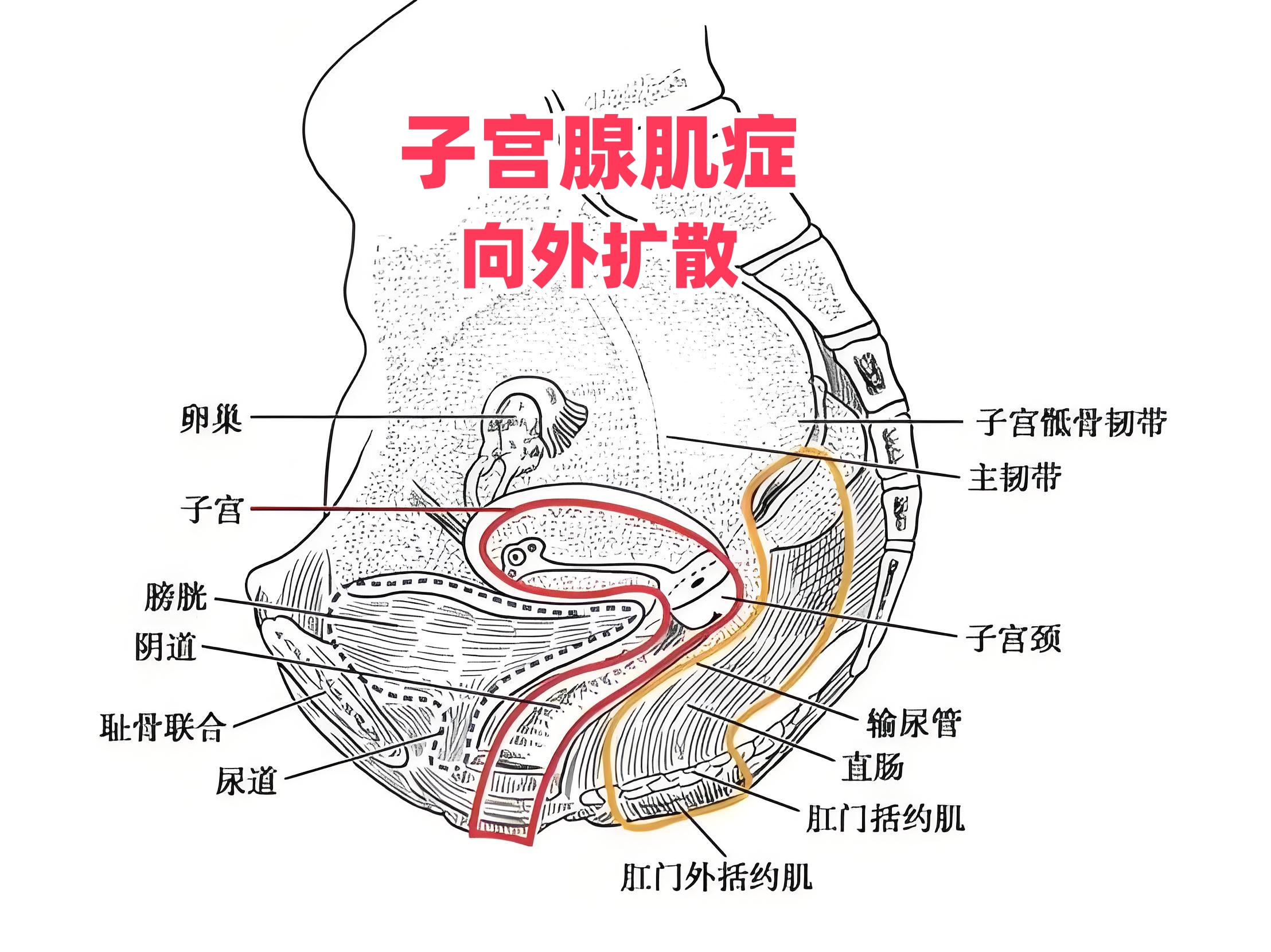 女生来月经的地方图片