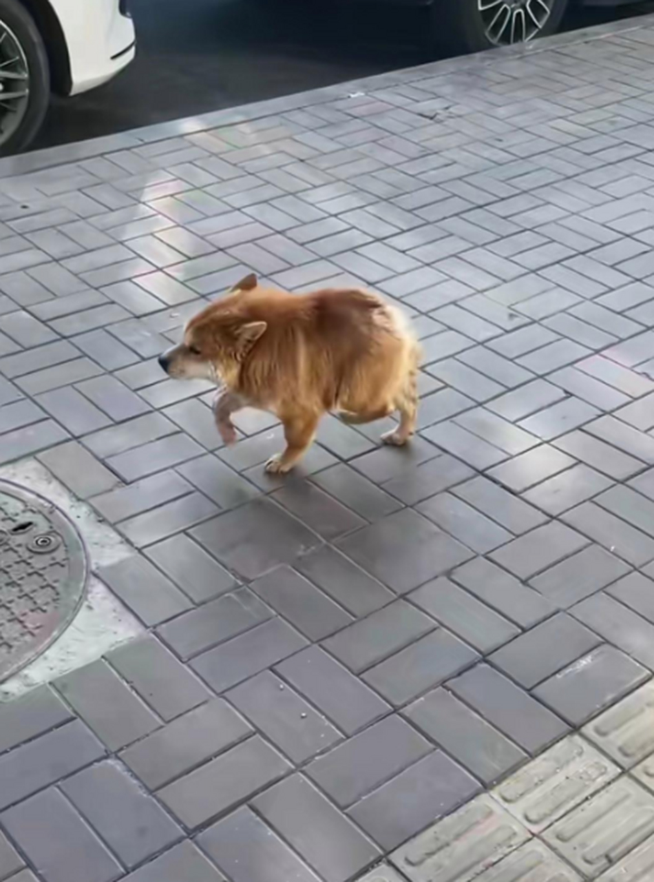 这是啥土狗,咋长的贼眉鼠眼的呀?