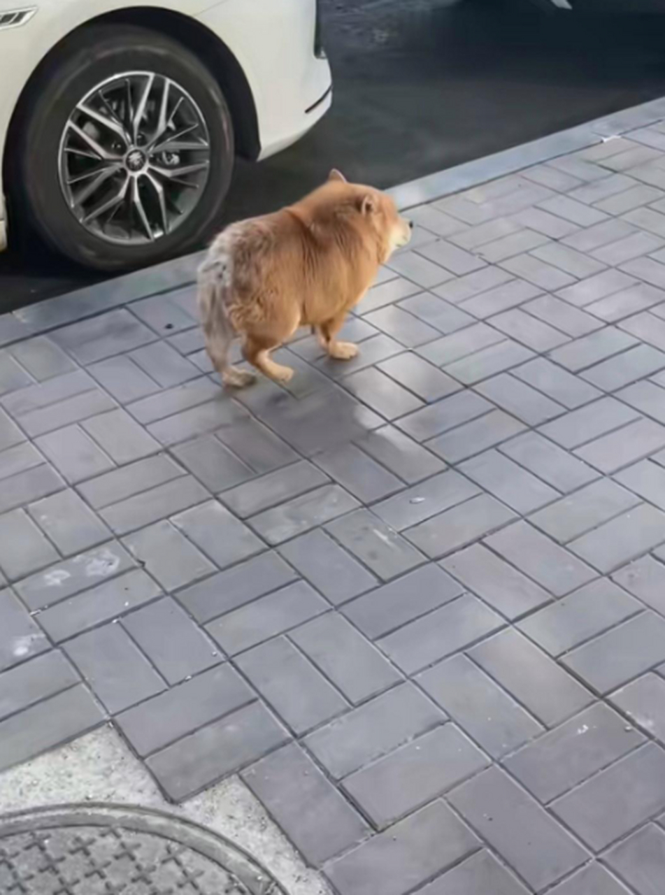 这是啥土狗,咋长的贼眉鼠眼的呀?