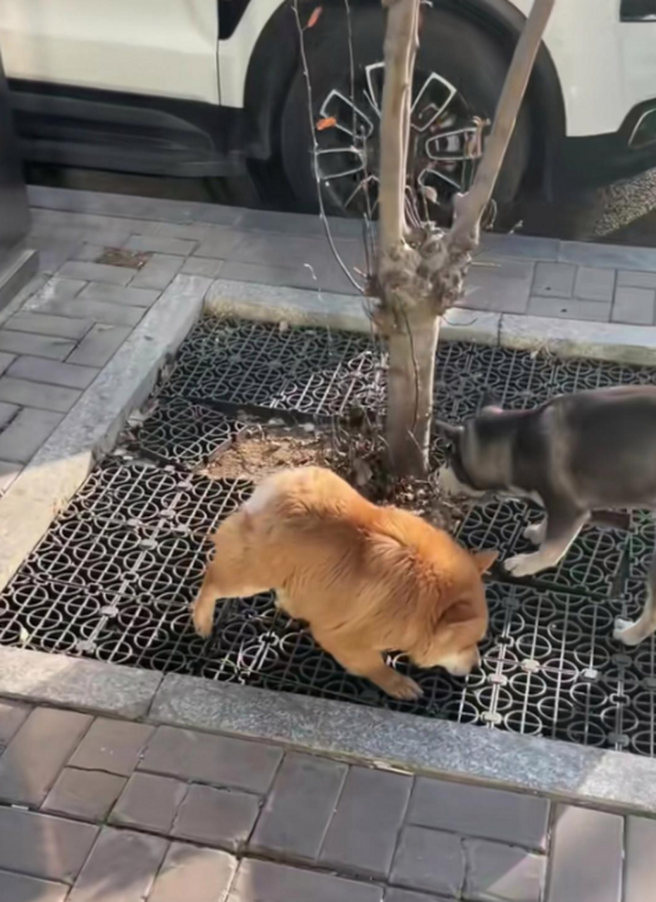 这是啥土狗,咋长的贼眉鼠眼的呀?