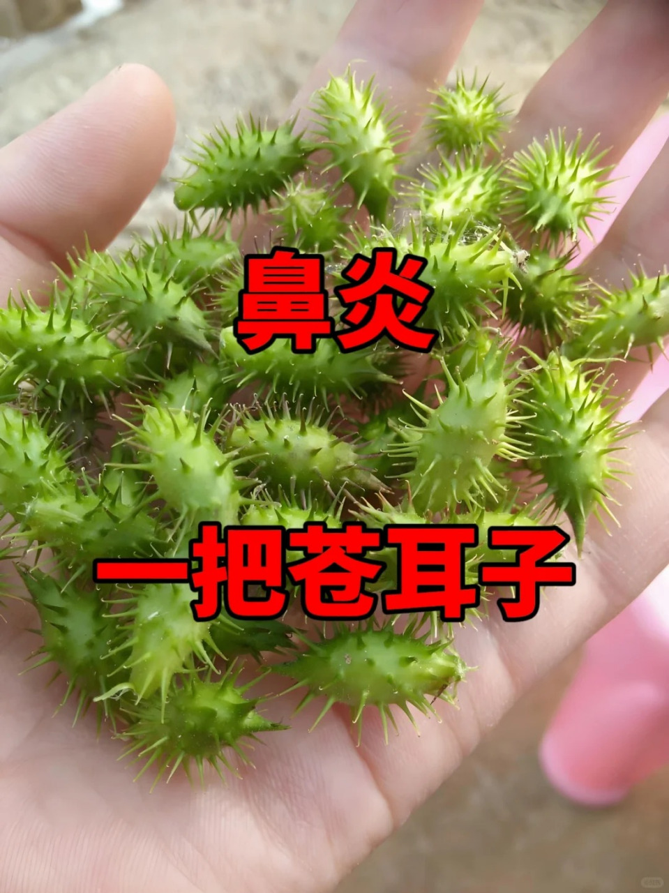 今天给大家分享一个农村常见的植物——苍耳子,说名字可能有些人不