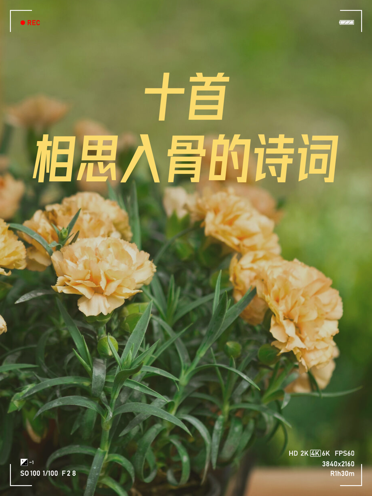 十首相思入骨的诗词 ❤️《相思》