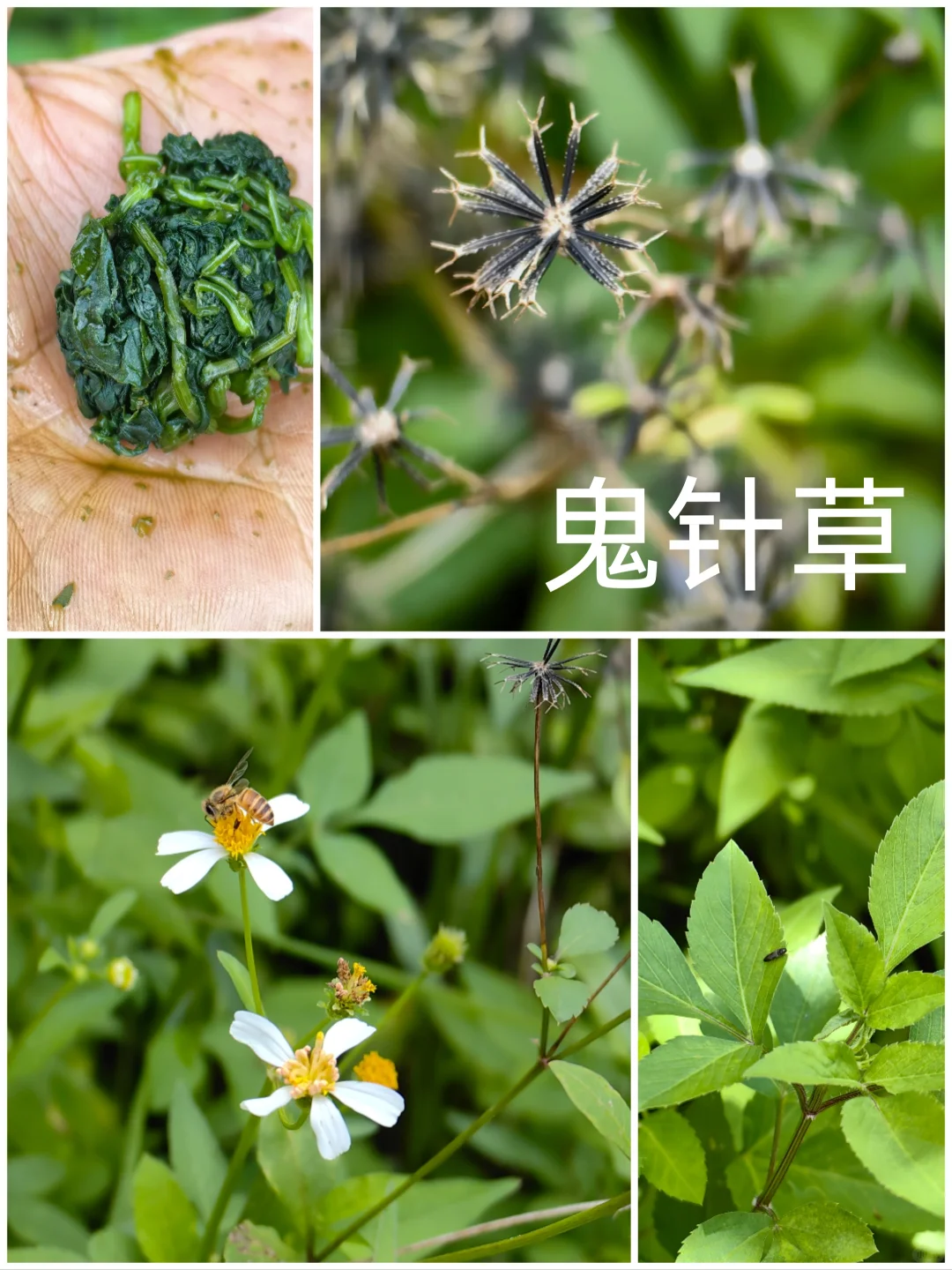 这玩意在民间就叫"粘人草"或"婆婆针",它的正经中药名字是