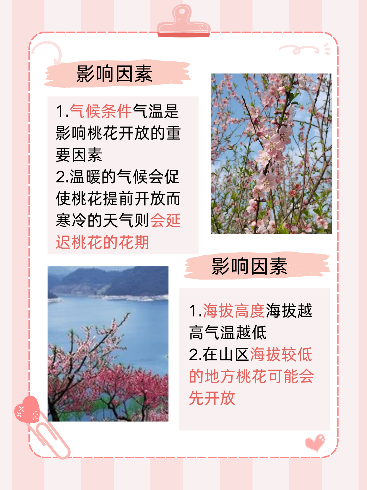 桃花什么时候开放  桃花