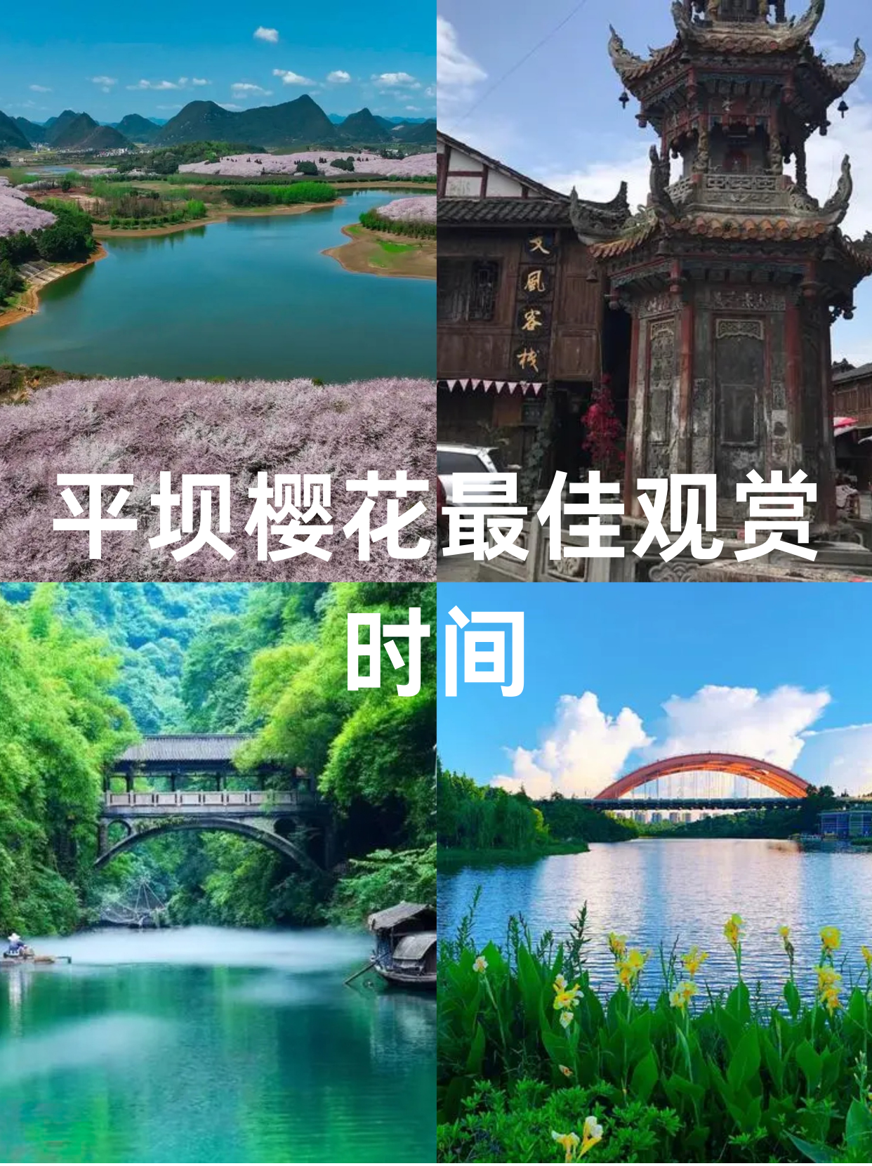 平坝樱花介绍图片