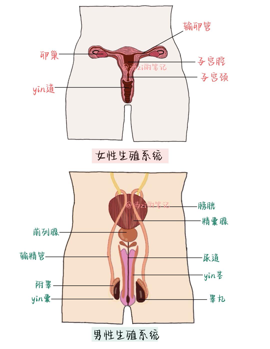 身体结构图女性身体结构构造图解图片人体的八大系统女性身体外部器官
