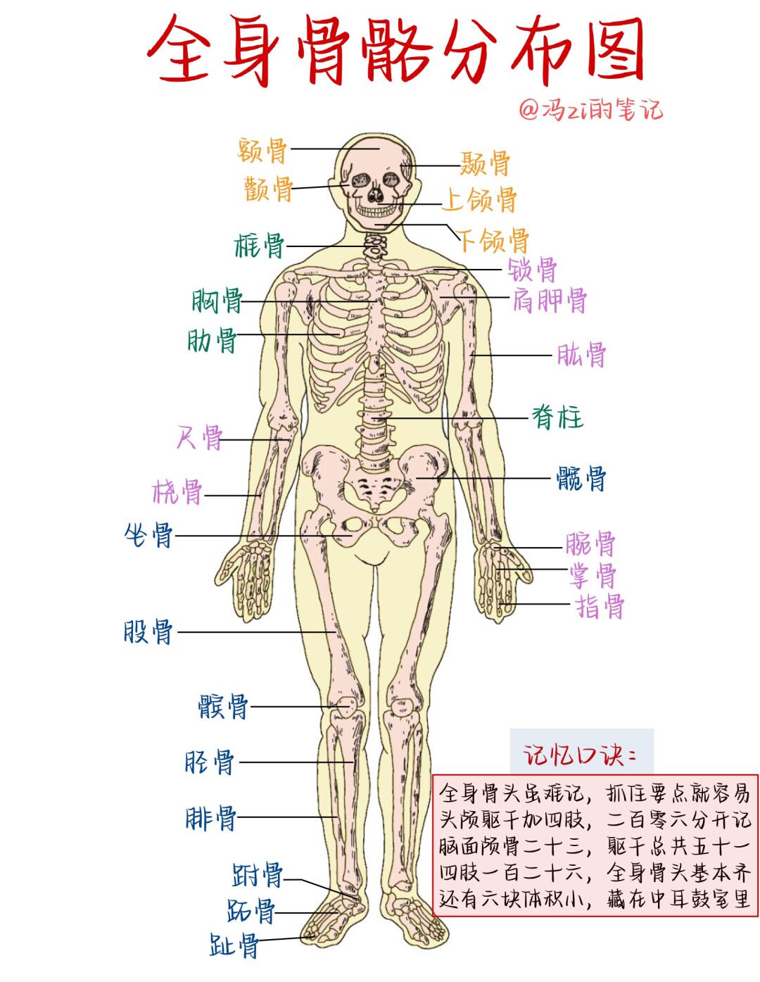 系统简图生物人体八大系统图人体各系统结构图人体系统思维导图人体