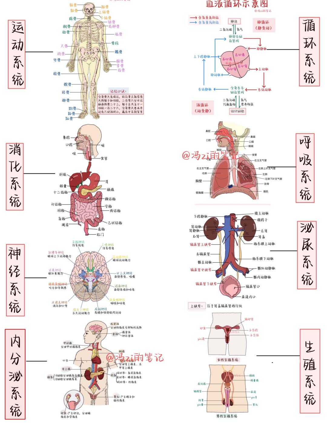 系统结构图人体系统思维导图人体八大系统思维导图人体系统八大系统