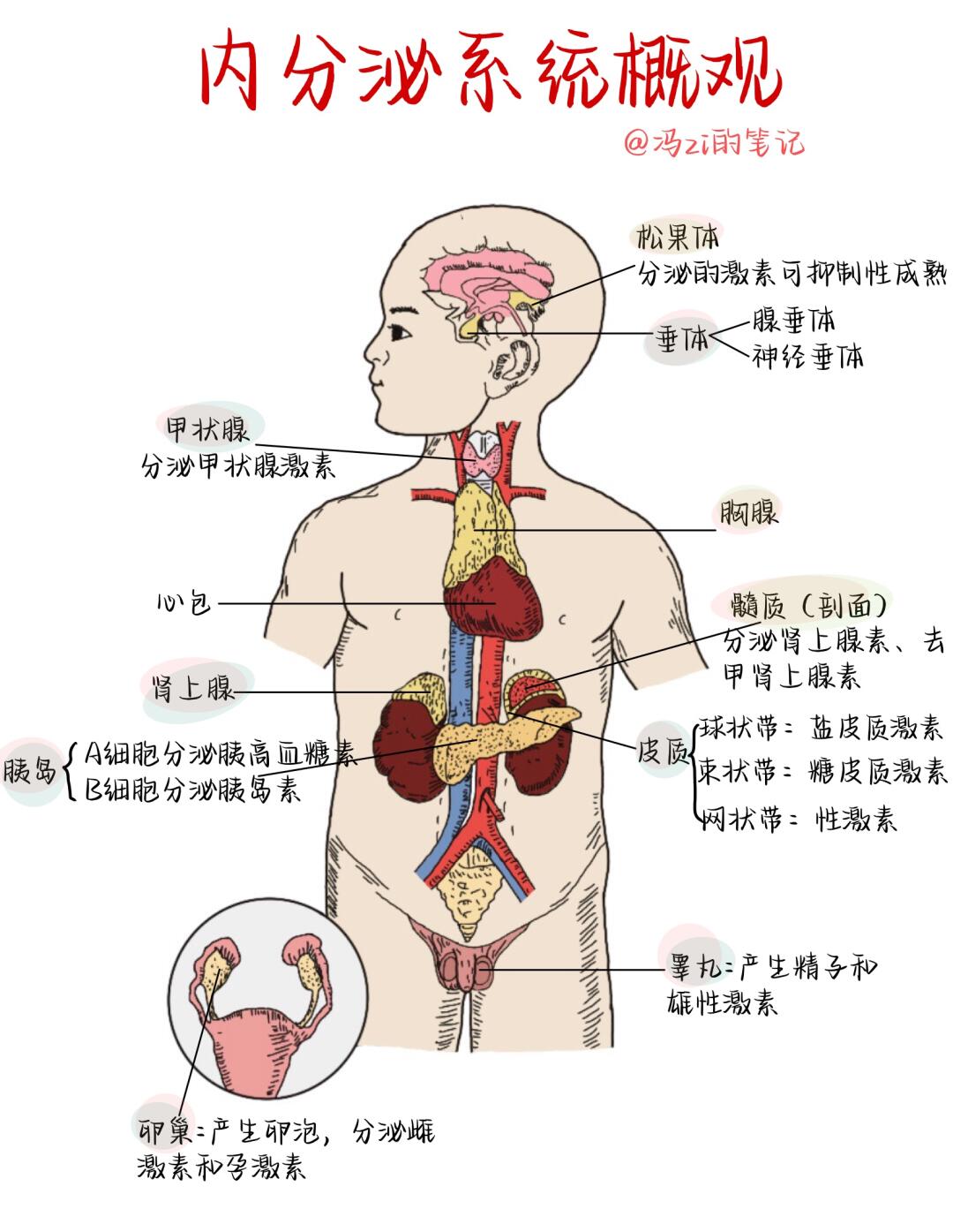 系统简图人体九大系统生物人体八大系统图人体八大系统的图片