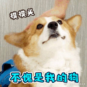 本着独乐了不如稚裙纷彀妥 表情包连狗都不如图片狗都不如的图片带字