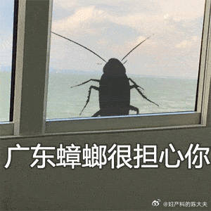 角落里突然爬出来只大拇指节这么大的蟑螂