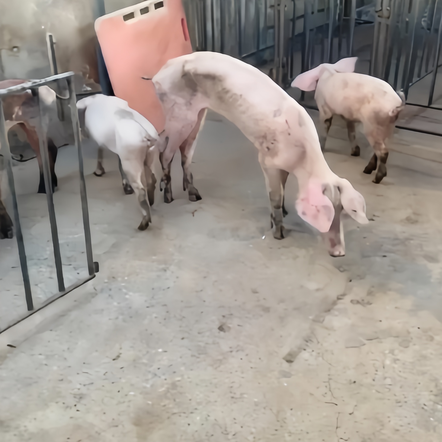 这就是传说中的瘦型猪吗?