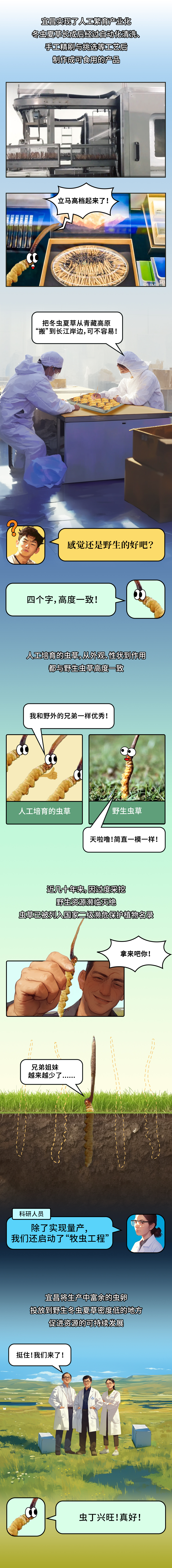 【宜昌的"隐藏款特产"——冬虫夏草】冬季,真菌孢子寄生幼虫吸收幼虫