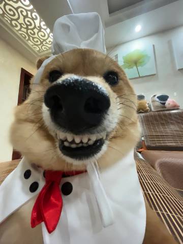 饿了吗 要不要我去给你炒两个菜