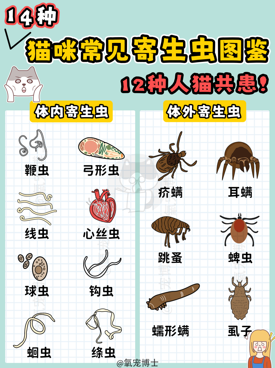 14种猫咪常见寄生虫图鉴!12种人猫共患!