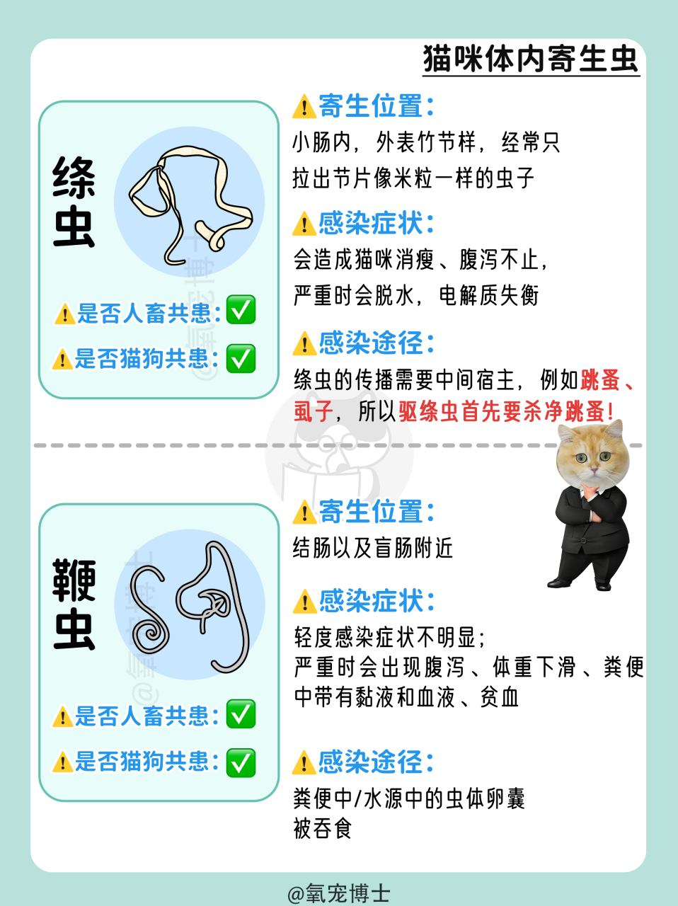 14种猫咪常见寄生虫图鉴!12种人猫共患!