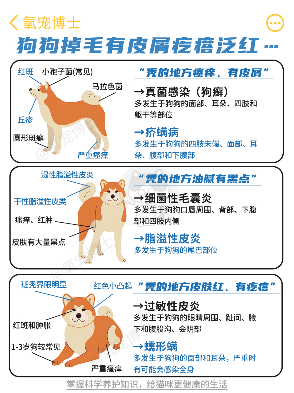 【干货分享】狗狗掉毛有皮屑疙瘩泛红…治疗 大家好