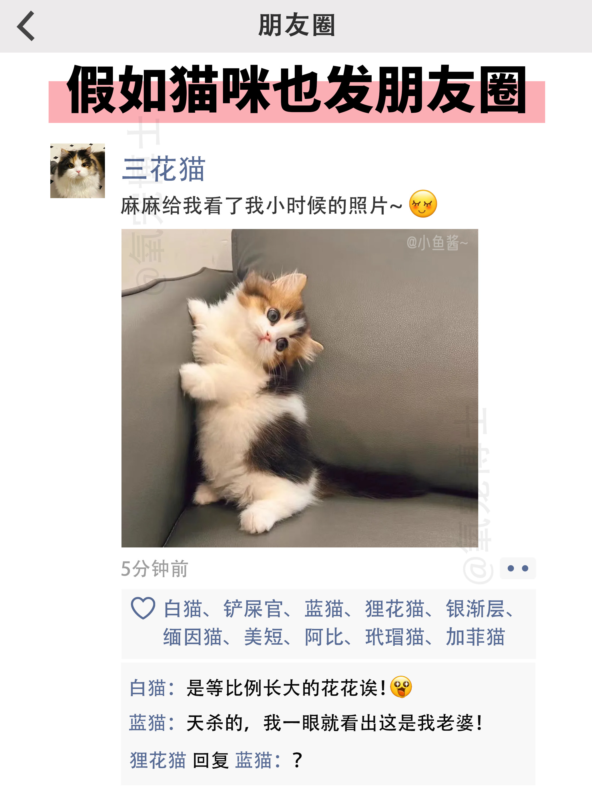 假如我家猫咪也发朋友圈的话 喜欢猫猫的朋友圈吗?嗯?