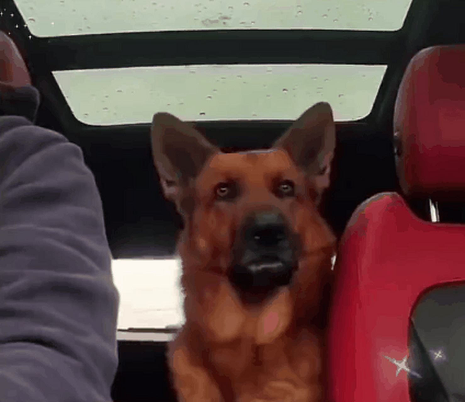 退役军犬被领养[开心],在回新家的路上,一刻也没有停止过打量新主人