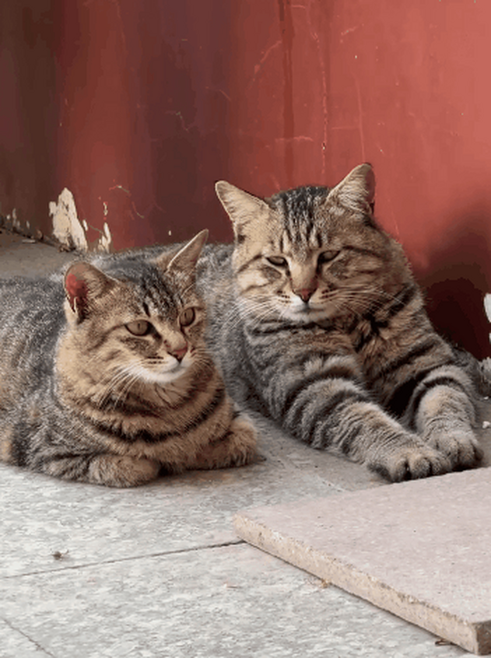 带大家感受一下狸花猫的压迫感[尬笑],颇有黑社会大佬出巡的味道了