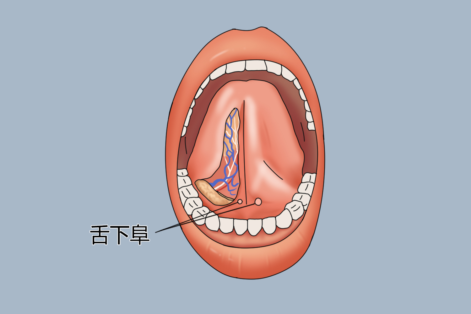 舌下构造图图片